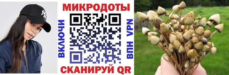 Псилоцибиновые грибы Cubensis  цена   Бабушкин 